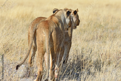 Fototapeta Naklejka Na Ścianę i Meble -  Löwinnen durchstreifen die Savanne im Etosha Nationalpark in Namibia