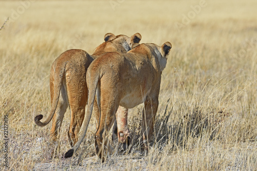 Fototapeta Naklejka Na Ścianę i Meble -  Löwinnen durchstreifen die Savanne im Etosha Nationalpark in Namibia