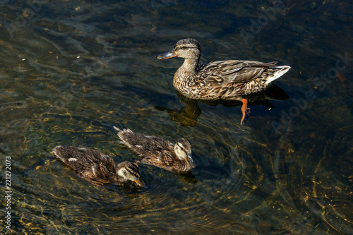 Duck swims with ducklings