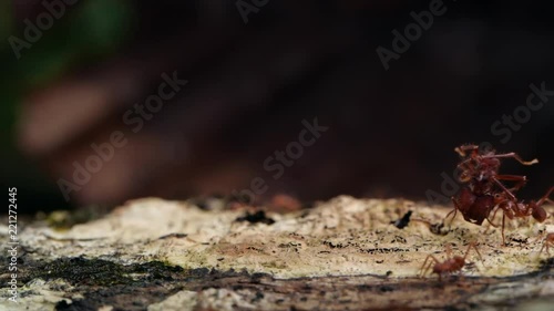 Wallpaper Mural Leaf Cutter Ant (Atta sp.) carrying a leaf along a branch in slow motion. In the Ecuadorian Amazon. Torontodigital.ca