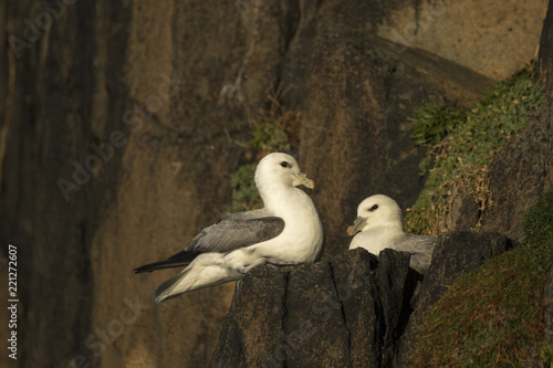 Two northern fulmars squawking on a cliff ledge Scotland sitting on a cliff in Aberdour Scotland photo