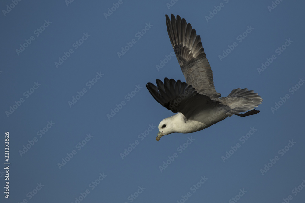 Obraz premium Northern fulmar in flight over water in Aberdour, Fife Scotland in Aberdour, Fife Scotland