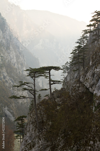 Pine trees in canyon