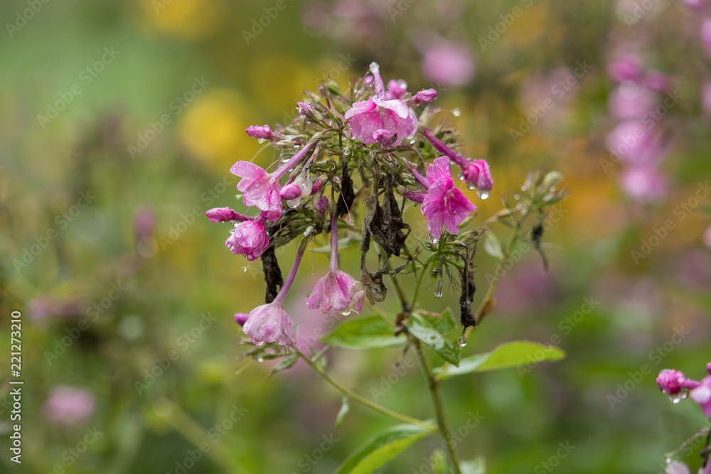 Beautiful pink flowers with raindrops and soft background