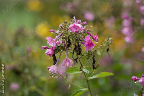 Beautiful pink flowers with raindrops and soft background