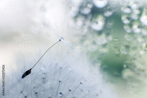 Fototapeta Naklejka Na Ścianę i Meble -  a drop of water on a dandelion.dandelion seed on a blue background with  copy space close-up