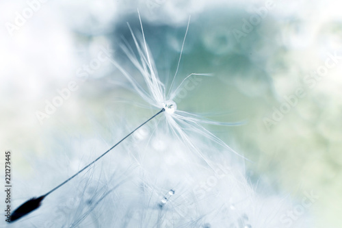 Fototapeta Naklejka Na Ścianę i Meble -  a drop of water on a dandelion. dandelion on a blue background with  copy space close-up