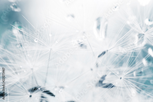 Fototapeta Naklejka Na Ścianę i Meble -  dandelion seeds with drops of water on a blue background  close-up