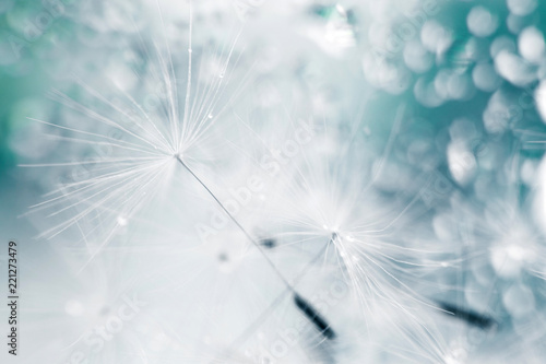 Fototapeta Naklejka Na Ścianę i Meble -  a drop of water on a dandelion. dandelion on a blue background with  copy space close-up
