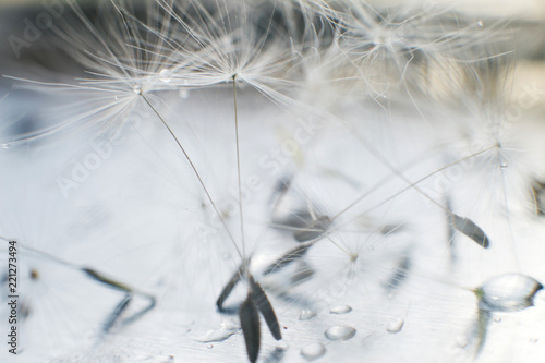Fototapeta Naklejka Na Ścianę i Meble -  dandelion seeds with drops of water on a blue background  close-up