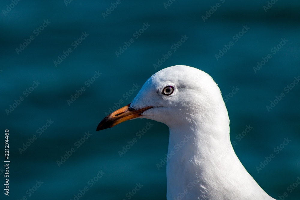 Seagull Seagull