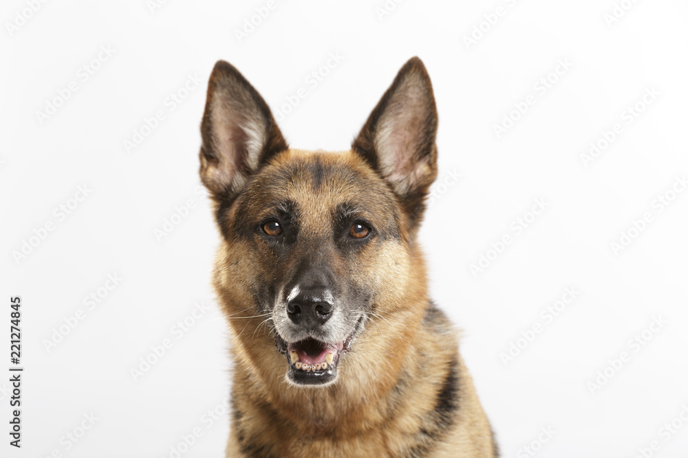 Studio portrait of an expressive German Shepherd dog against neutral background