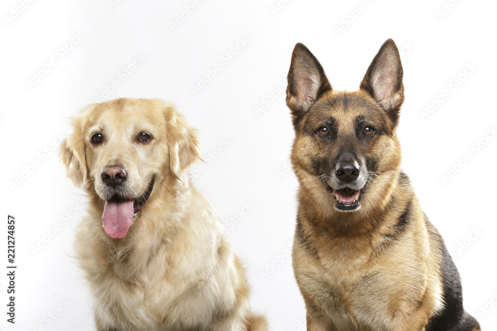 Portrait of a couple of expressive dogs, a German Shepherd dog and a Golden Retriever dog against white background Portrait of a couple of expressive dogs, a German Shepherd dog and a Golden Retriever dog against white background