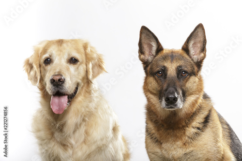 Portrait of a couple of expressive dogs  a German Shepherd dog and a Golden Retriever dog against white background