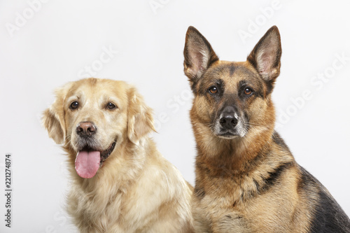 Portrait of a couple of expressive dogs, a German Shepherd dog and a Golden Retriever dog against white background
