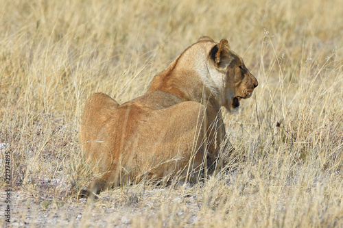 Fototapeta Naklejka Na Ścianę i Meble -  Löwenweibchen (panthera leo) im Etosha Nationalpark in Namibia