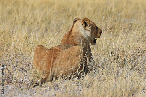 Fototapeta Naklejka Na Ścianę i Meble -  Löwenweibchen (panthera leo) im Etosha Nationalpark in Namibia