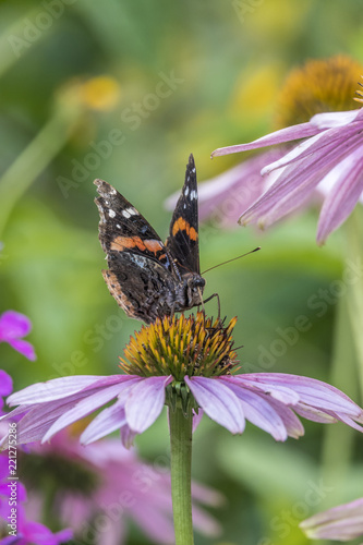 Vanessa atalanta,red admiral butterfly photo