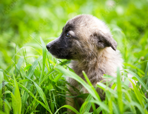 Adorable rescued puppy playing in the grass 