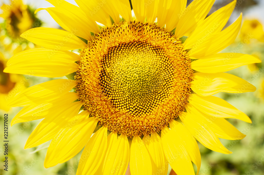 Obraz premium bonito girasol, grande y amarillo , en el centro de la imagen. Verano y naturaleza 