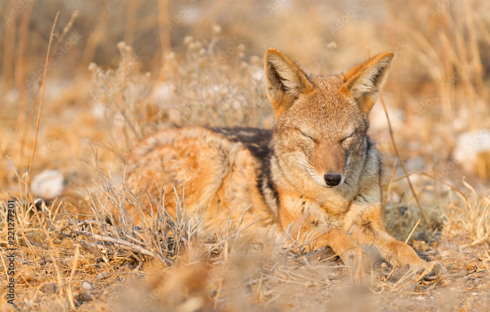 Black backed jackal (Canis mesomelas) in the morning sun, Kalahari