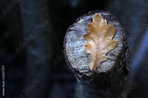 autumn tree leafs forest  © jonicartoon