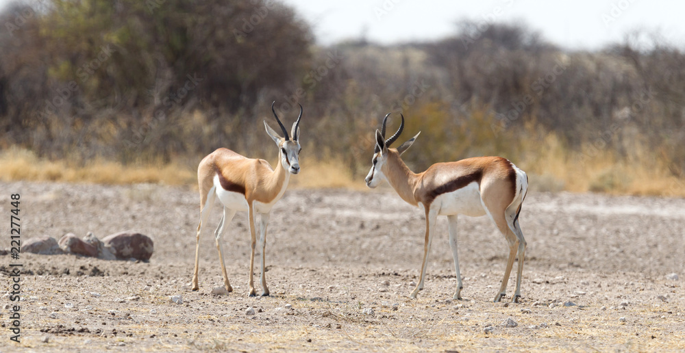 Springbok antelope (Antidorcas marsupialis) in it's natural habitat Springbok antelope (Antidorcas marsupialis) in it's natural habitat