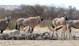 Oryx at a waterhole, Kalahari desert