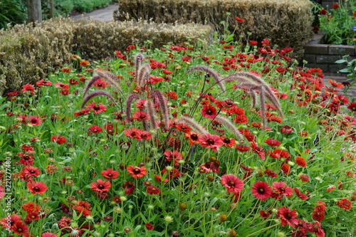 Gaillardia Firewheels with pennisetum rubrum grass photo