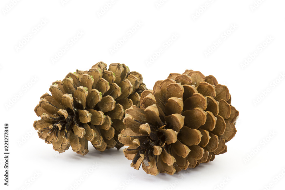 The cones pine on a white background The cones pine on a white background