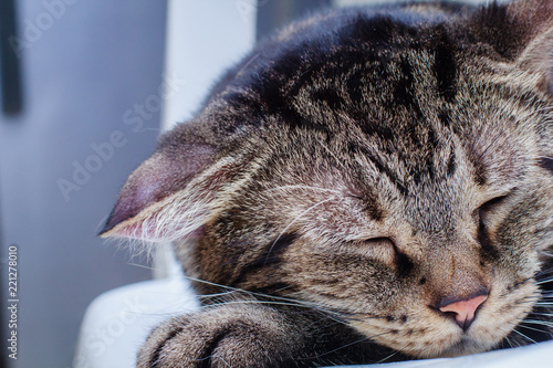 The cat are infected with Hematoma.