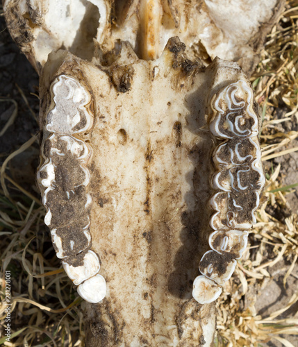 Death in the Desert - Oryx (gemsbok) antelope skull