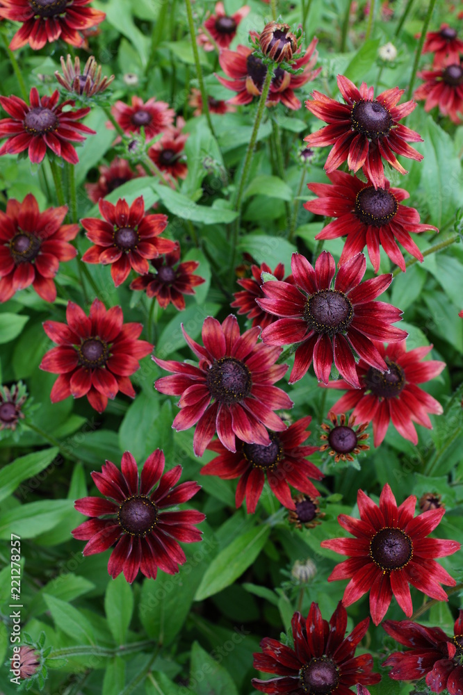 Rudbeckia Hirta Cherry Brandy Rudbeckia Hirta Cherry Brandy