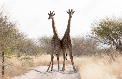 Canvas Print Two giraffes blocking the road, Kalahari