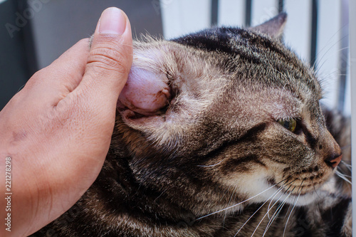 Fotografija The cat are infected with Hematoma.
