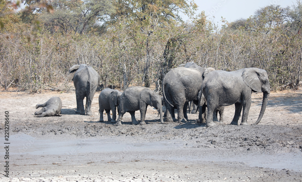 Obraz premium Elephants taking a mudbath