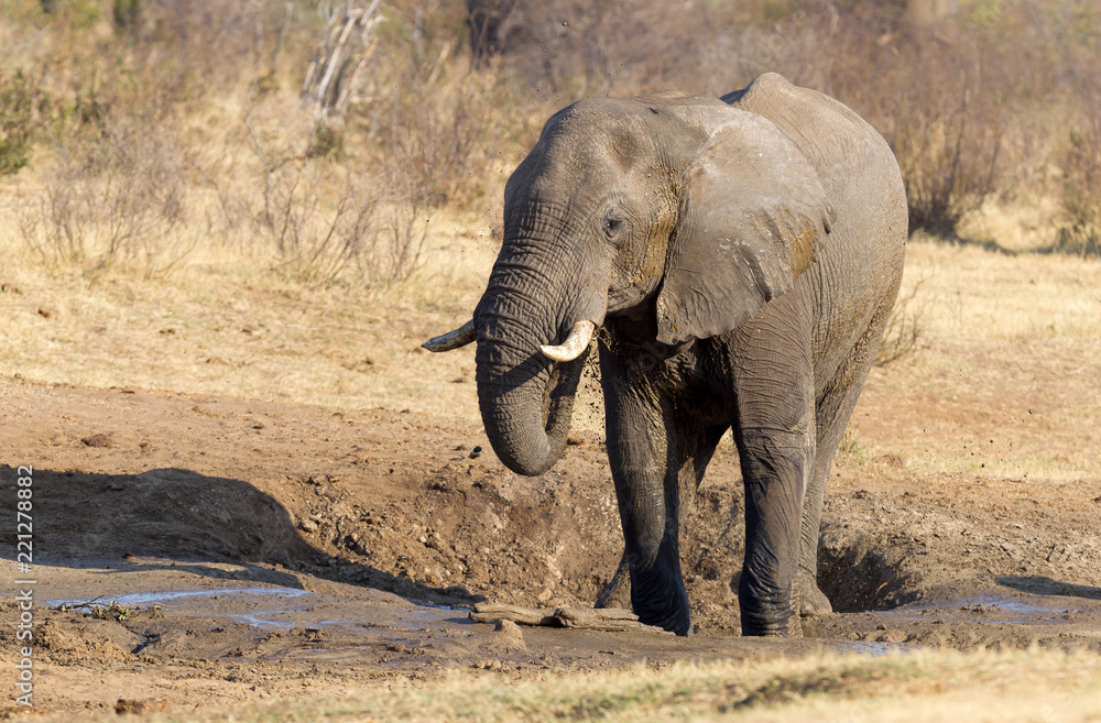 African elephant at a waterhole