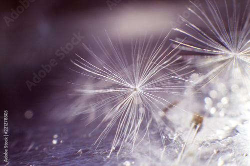dandelion seeds with drops of water on a purple background  close-up