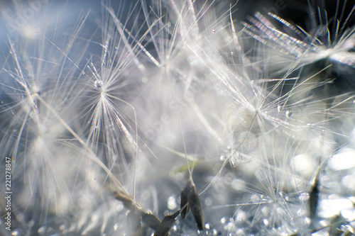 dandelion seeds with drops of water on a blue background  close-up © stopabox