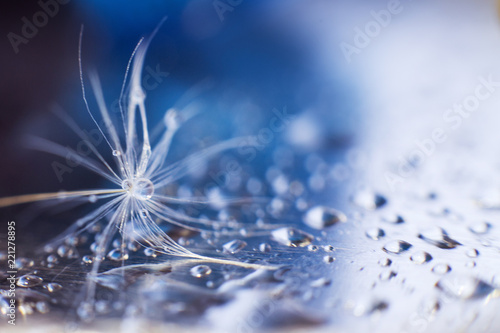a drop of water on a dandelion.dandelion seed on a blue background with copy space close-up