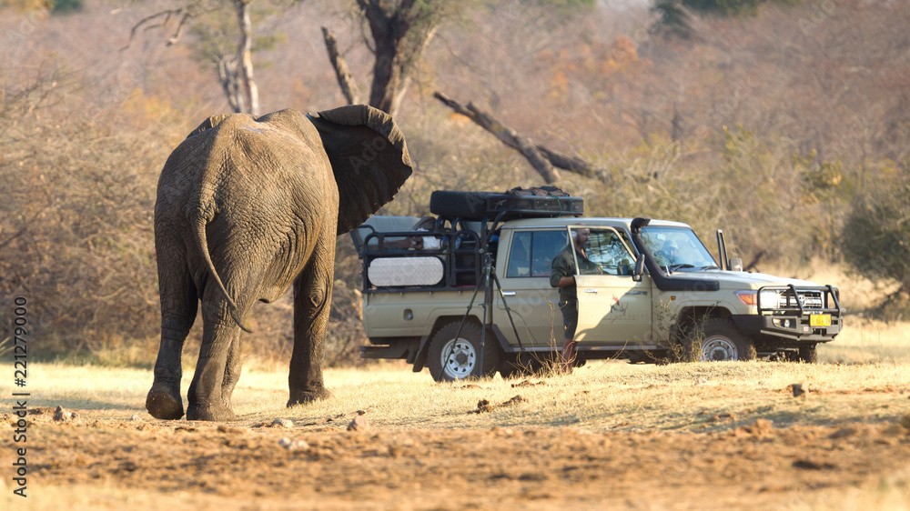 Fototapeta Divundu, Namibia, 13 august 2018 - Professional photographer taking shots of an African Elephant charging the car