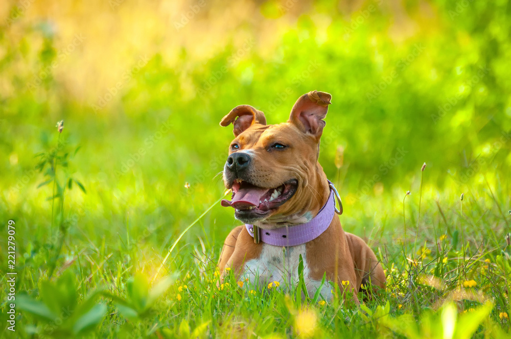 American Staffordshire Terrier sitting on the grass American Staffordshire Terrier sitting on the grass