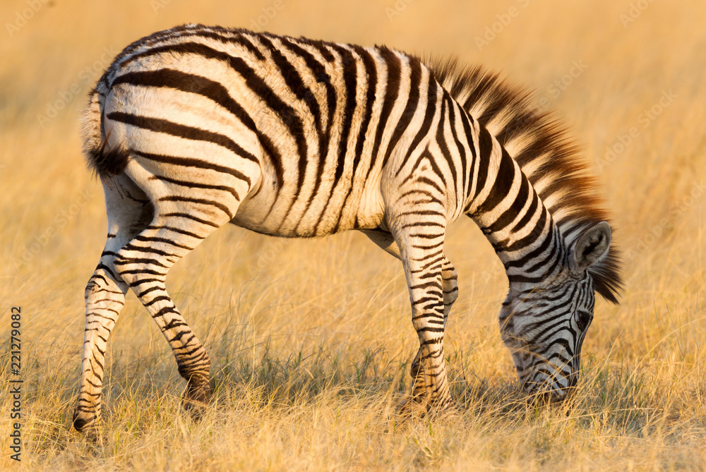 Plains zebra (Equus quagga) in the grassy nature, evening sun Plains zebra (Equus quagga) in the grassy nature, evening sun