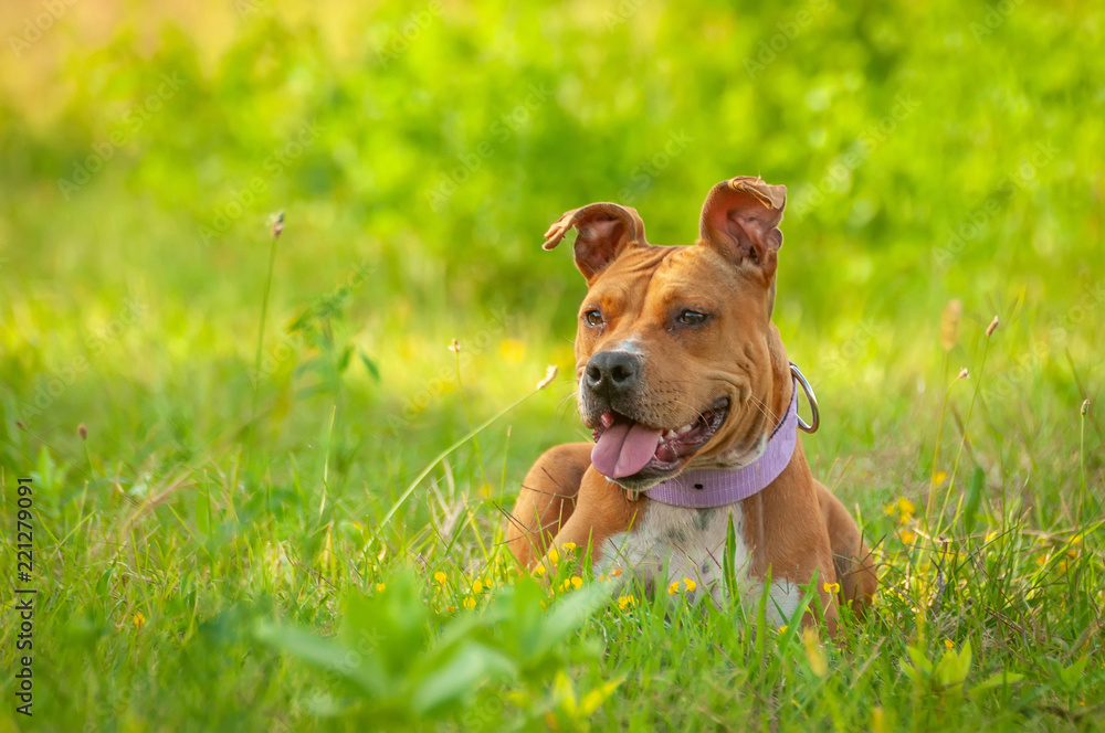 American Staffordshire Terrier sitting on the grass