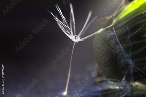Fototapeta Naklejka Na Ścianę i Meble -  a drop of water on a dandelion. dandelion on a blue dark background with  copy space close-up
