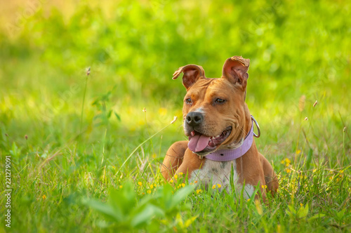 American Staffordshire Terrier sitting on the grass