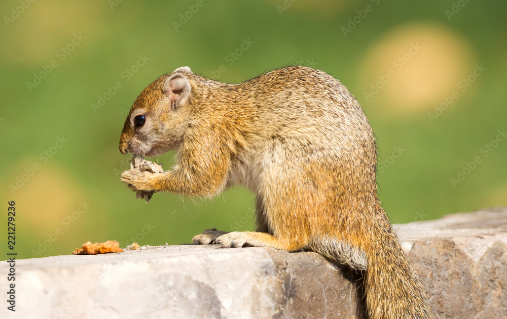 Obraz premium Tree squirrel (Paraxerus cepapi) eating leftover bread