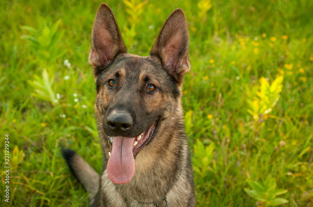 Portrait of a German Shepherd dog sitting on the grass
