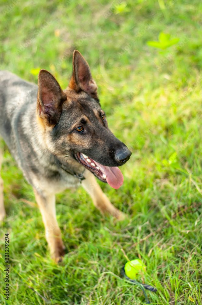 A German Shepherd dog standing with a ball on the field