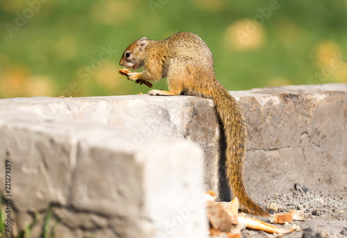 Tree squirrel (Paraxerus cepapi) eating leftover bread photo